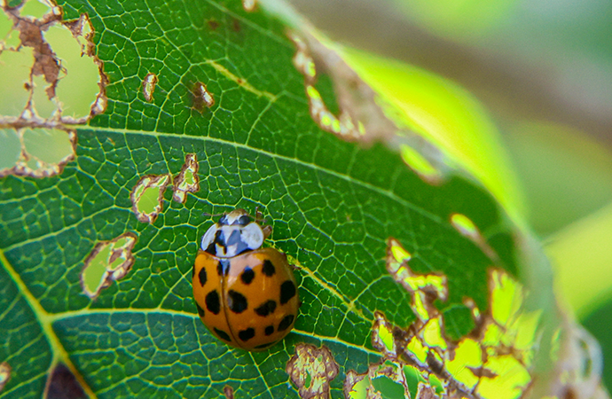 Control biológico de insectos