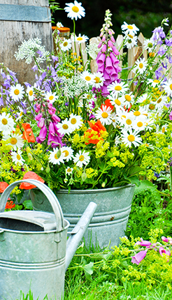 Fomento de biodiversidad floral