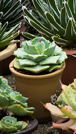 Plantas resistentes y adaptadas