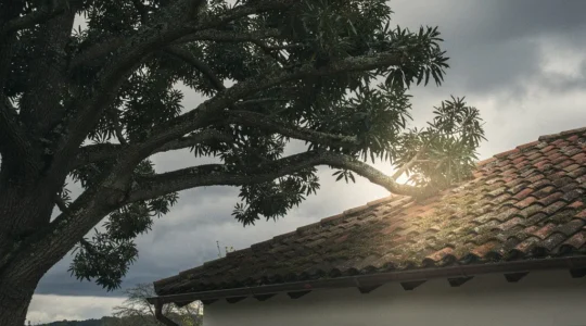 Vista angulada de ramas altas de árbol sobre tejado de casa vecina con cielo nublado