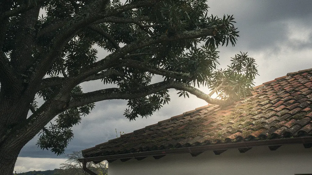 Vista angulada de ramas altas de árbol sobre tejado de casa vecina con cielo nublado